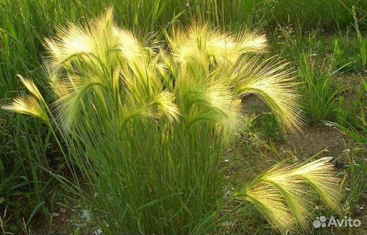 Злак ячмень гривастый