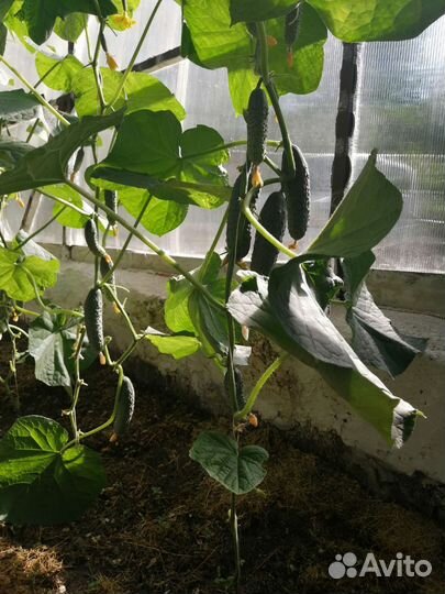 Огурцы свежие домашние