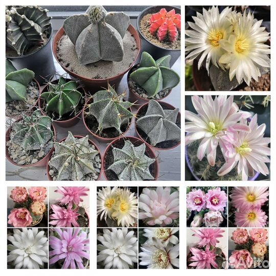 Астрофитумы гимнокалицыумы цветущие кактусы