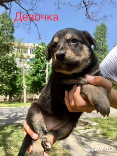 Щенята ищут дом