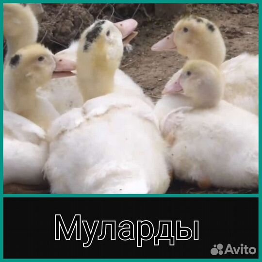 Куры бройлеры