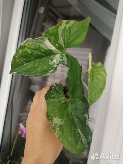 Сингониум Империал Вайт