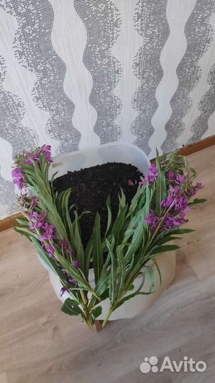 Иван чай ферментированный