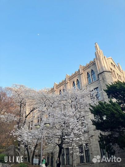 Репетитор по корейскому языку