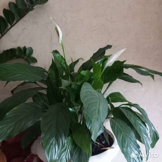 Спатифиллум высота с горшком 65 см