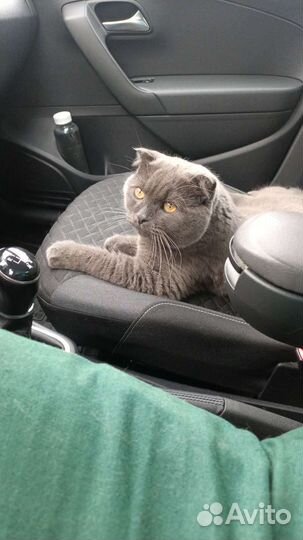 Кот-бегемот на вязку