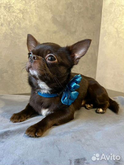 Вязка кобель чихуахуа