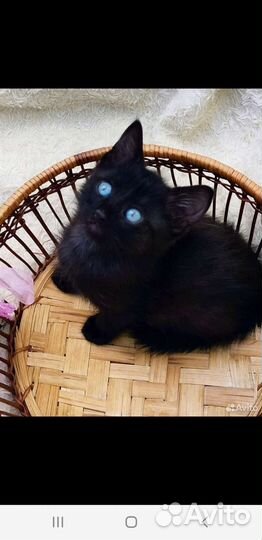 Котята