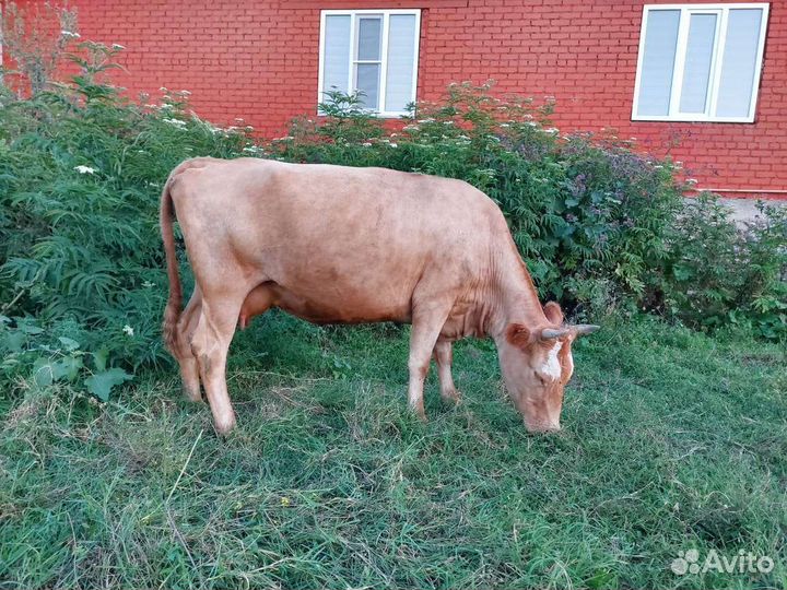 Корова дойная