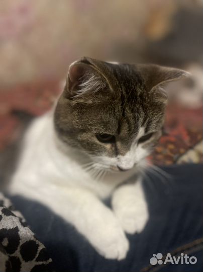 Кошечка стерилизованая,2 года