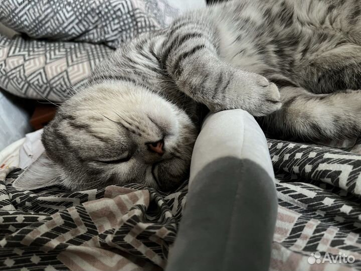 Передержка кошек на время отпуска