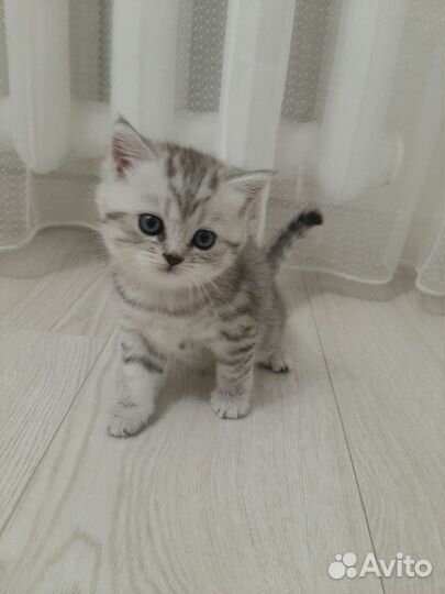 Шотландские котята