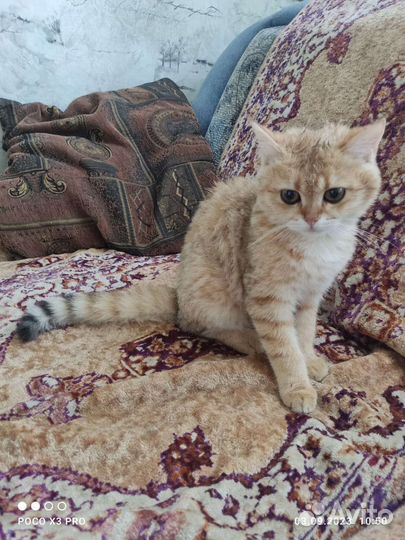 Британский котик
