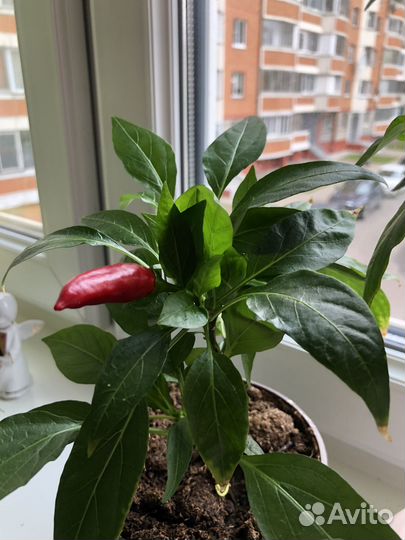 Перчик острый рассада