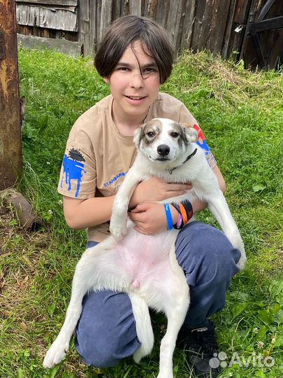 Щенок по кличке Удача в добрые руки