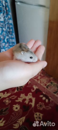 Джунгарский хомяк