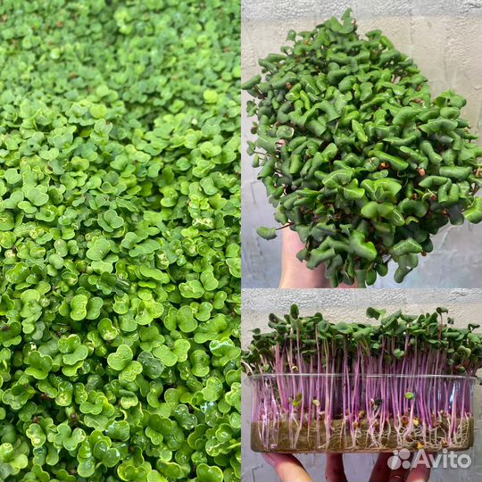 Микрозелень