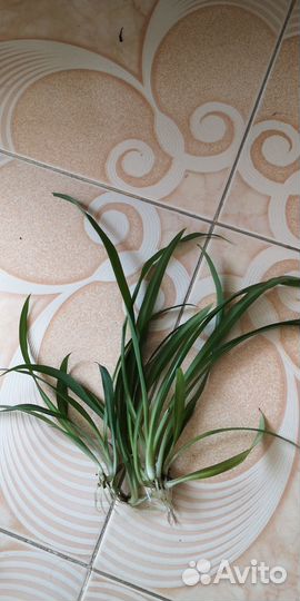 Сциндапсус эпипремнум