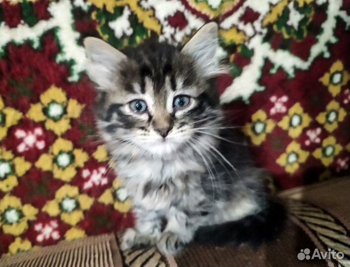 Котята в Красноусольском