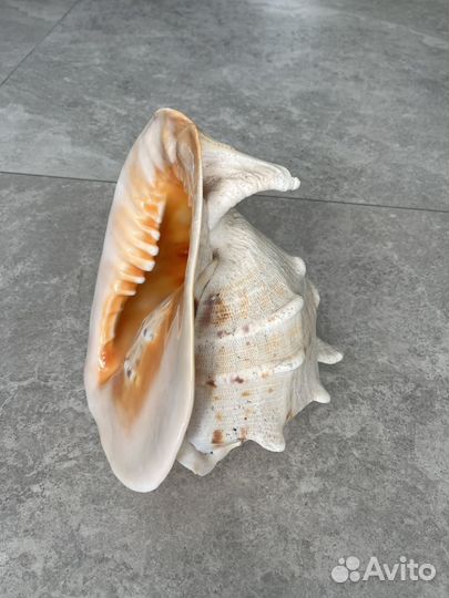 Морские ракушки раковины