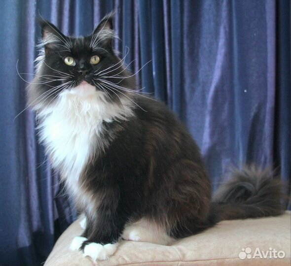 Кошки мейн-кун