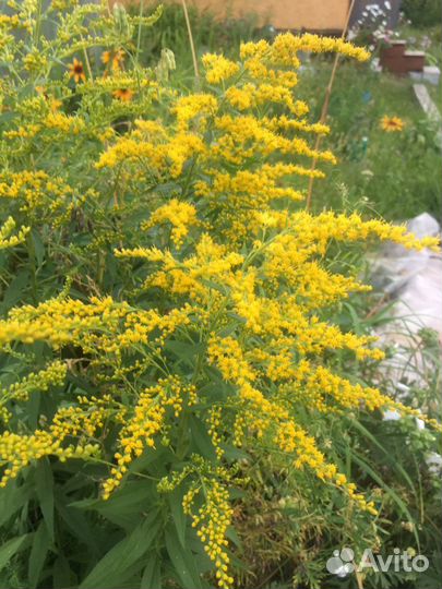 Золотарник