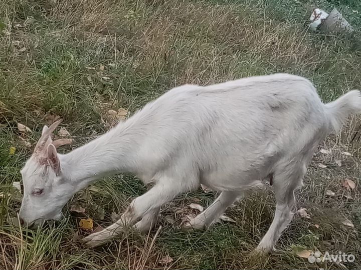 Козлик и козочка