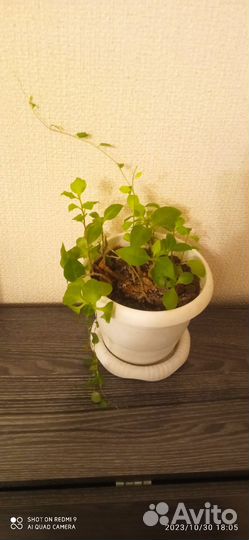 Комнатные домашние растения