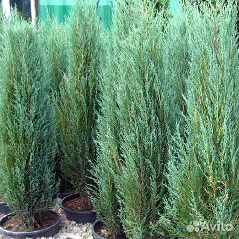 Можжевельник Blue Arrow