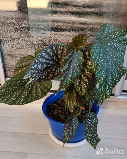 Бегония пятнистая