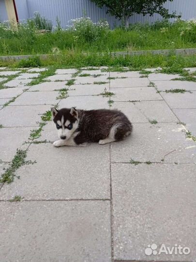 Сибирский хаски