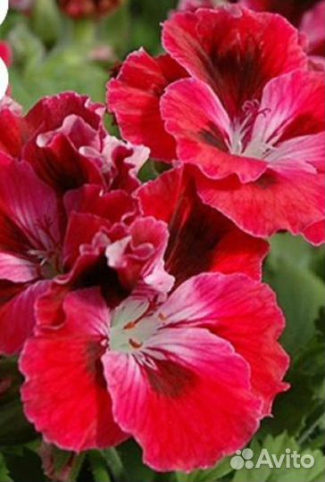 Королевская пеларгония