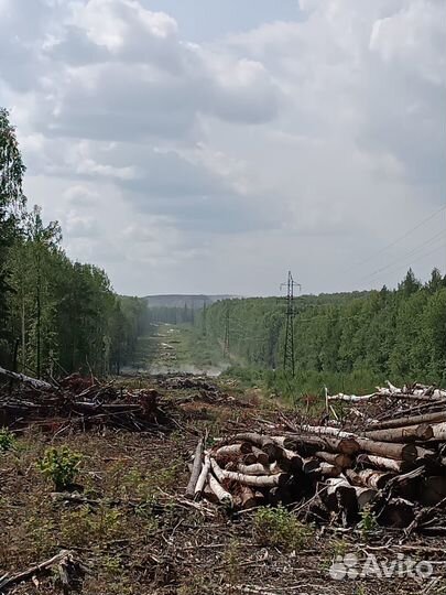 Продам лес хвойных и лиственных пород