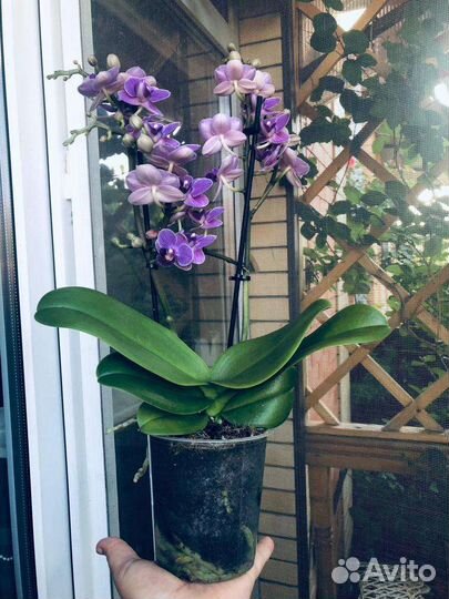 Орхидея фаленопсис Violet Queen Вайлет Квин