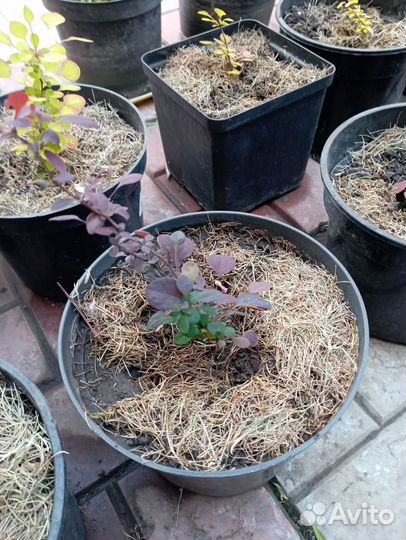 Барбарис декоративный