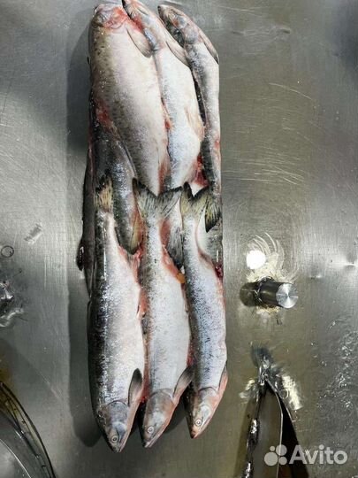 Горбуша 2023года