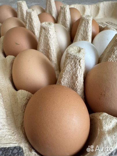 Яйца домашние