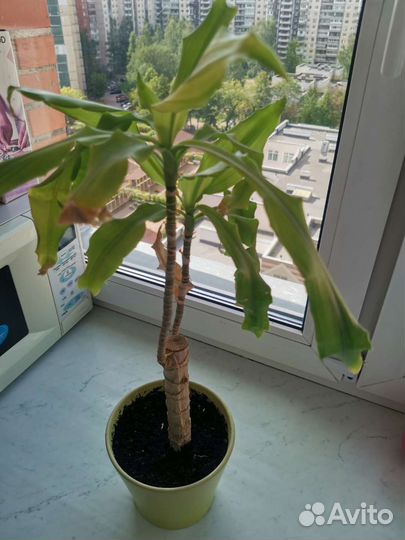 Пальма драцена душистая