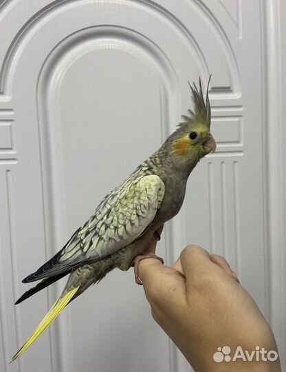 Попугаи кореллы птенцы