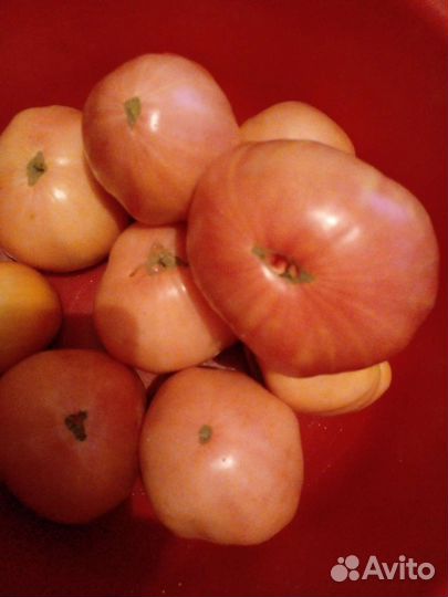 Помидоры