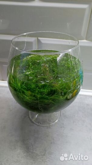 Растения для аквариума