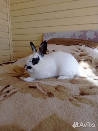 Вязка кролика