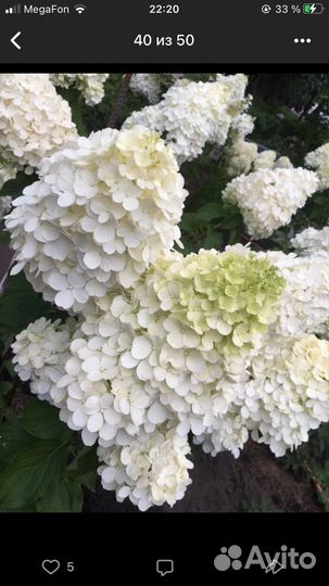 Гортензии метельч, крупнолистн, древовидные