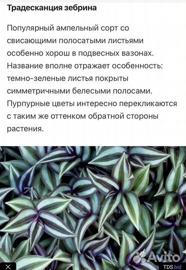 Традесканция зебрина
