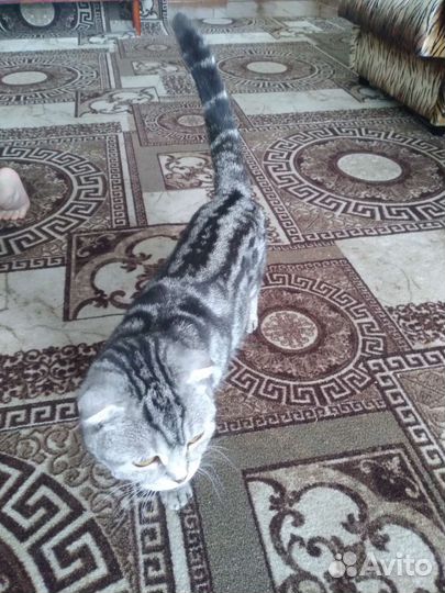 Шотландская вислоухая