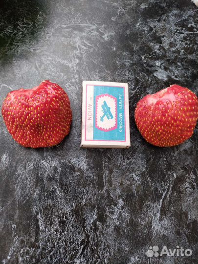 Рассада ремонтантной клубники