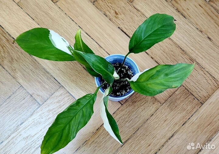 Спатифиллум Пикассо