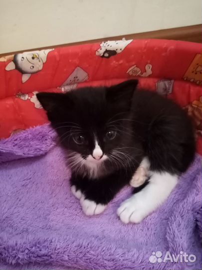 Кошки в добрые руки бесплатно