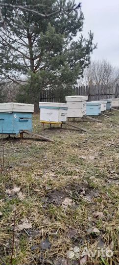 Продам пчелосемьи