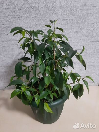 Фикус бенджамина